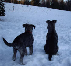Betty och Norton spanar