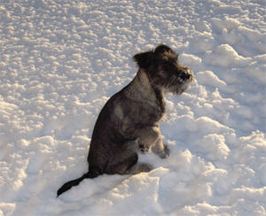 Norton på snöjakt