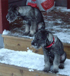 Norton och Betty har span