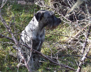 En pinntokig hund i sitt eldorado
