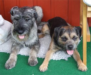Norton och Malte