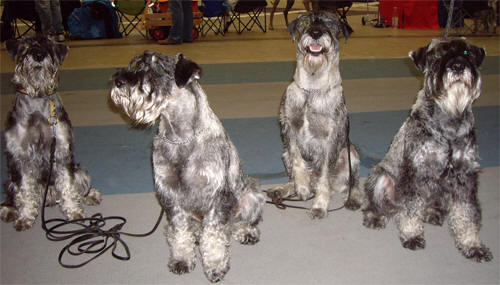 Ester, Betty, Norton och Benny