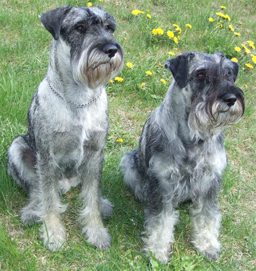 Norton och Betty