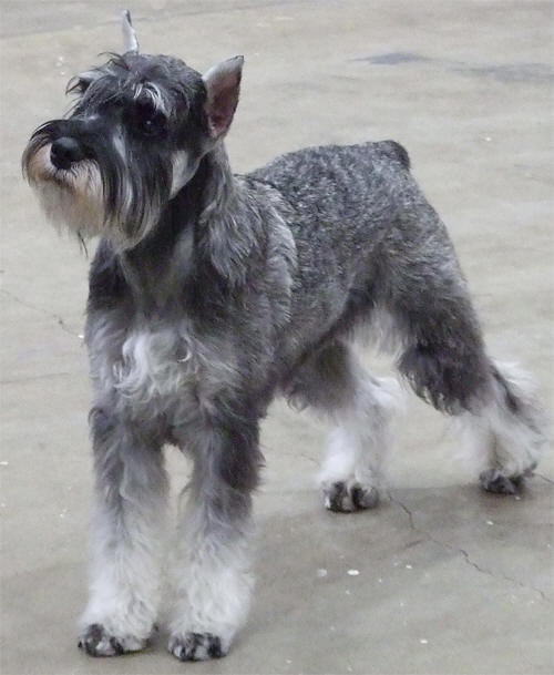 Hundkompis frn USA