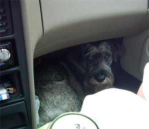 Norton i bilen