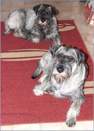 Betty och Norton efter regnpromenad