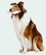 Lasse